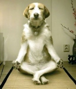 inner-peace-dog